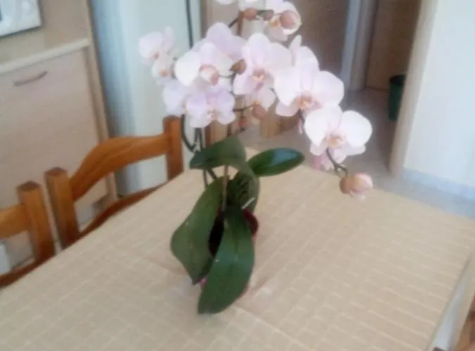 Melina S * Γύθειο